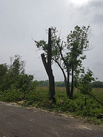 Byt wycinka zabie doly04 Byt wycinka zabie doly04