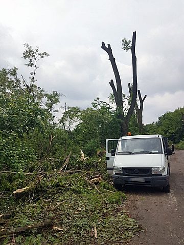 Byt wycinka zabie doly05 Byt wycinka zabie doly05
