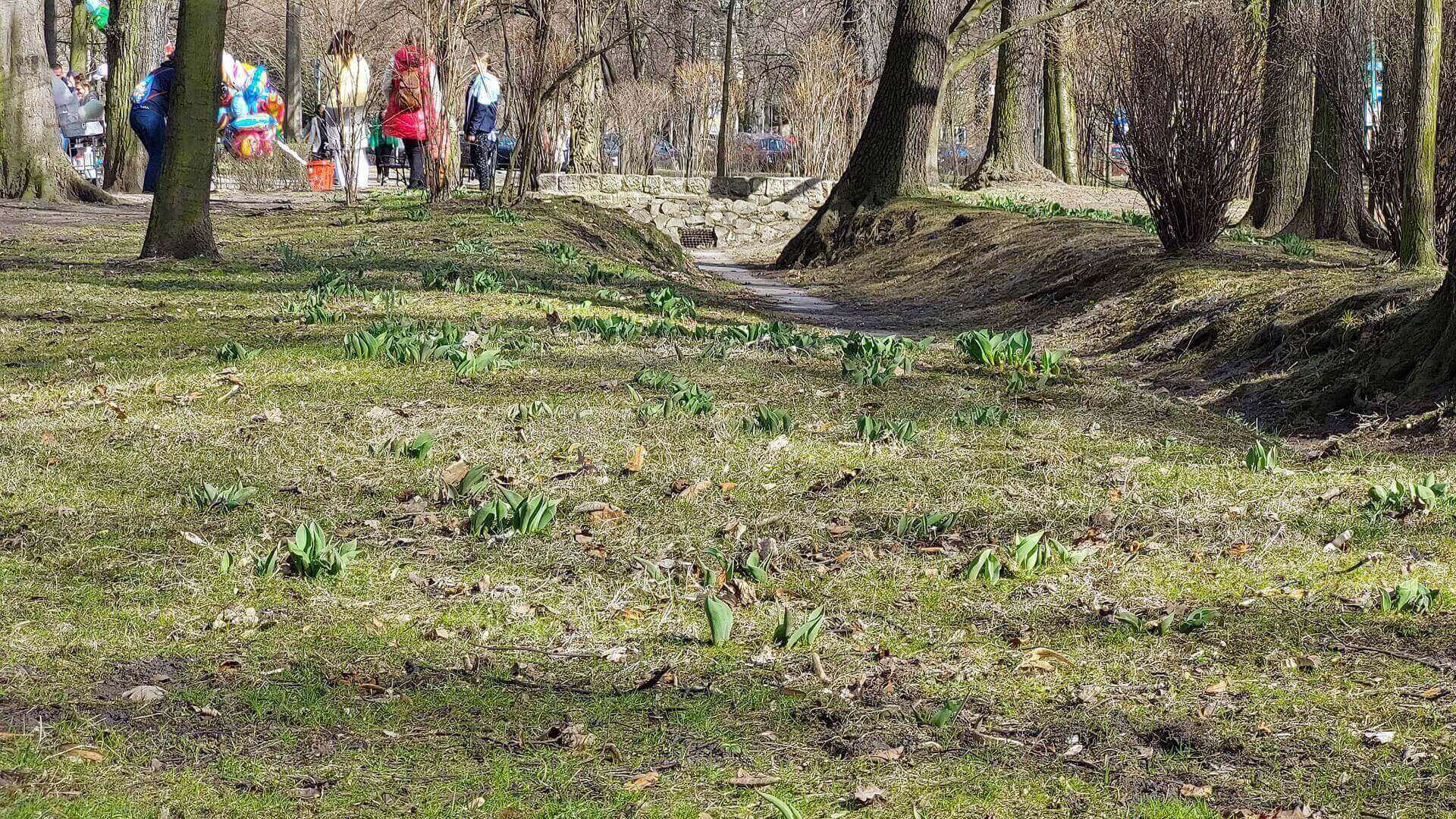 Wiosna w Parku Kachla w Bytomiu