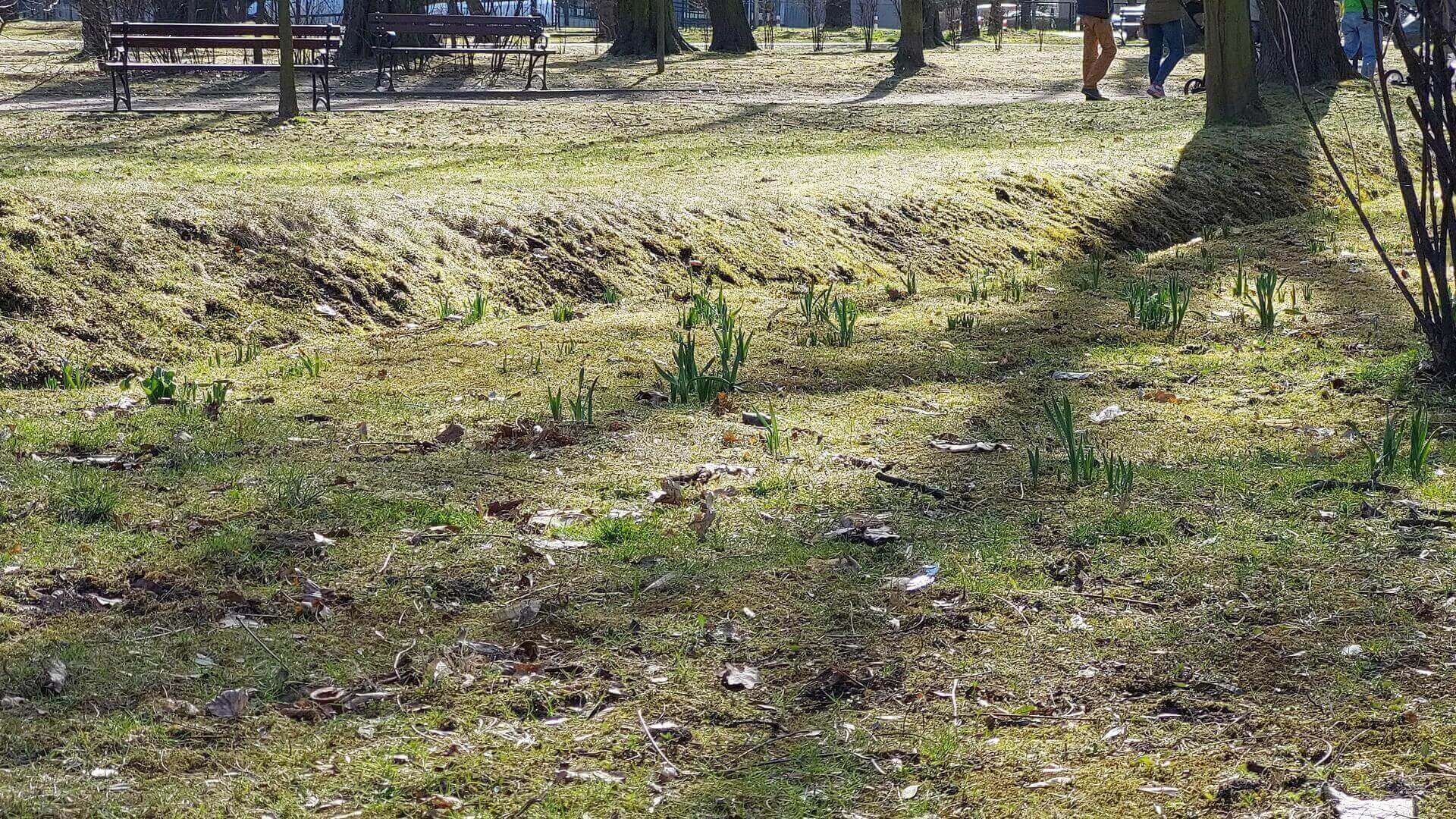 Wiosna w Parku Kachla w Bytomiu