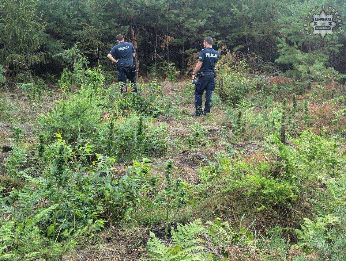 Plantacja nielegalnych konopi indyjskich, gmina Tworóg